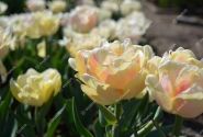 Tulipa, agra, pild. z. Foxy Foxtrot 12/+