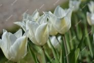 Tulipa, lilijziedu White Triumphator 11/12