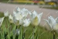 Tulipa, lilijziedu White Triumphator 11/12