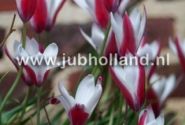 Tulipa clusiana Peppermintstick 6/+
