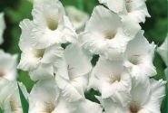 Gladiolus White Prosperity 12/14
