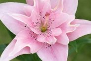 Lilium AZ Elodie 16/18