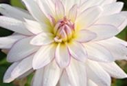 Dahlia hortensis Crazy Love