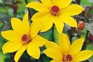 Dahlia hortensis Bishop Of York