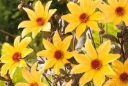 Dahlia hortensis Bishop Of York