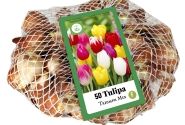 Tulipa, triumfa Triumph Mix (tīkliņā) 11/12