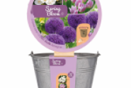 Lazanjas sīpolpuķu maisījums Bucket Spring Bloom - 24