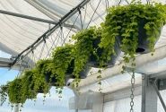 Energo/ēnošanas aizkari siltumnīcai 400 m² ar montāžu