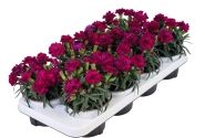 Dianthus caryophyllus Menorca Violet