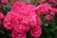 Pelargonium zonale Survivor Idols Rosalinda