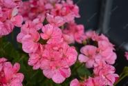 Pelargonium zonale Survivor Idols Pink Batik