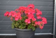 Pelargonium zonale Savannah Punch