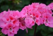 Pelargonium zonale Savannah Pink