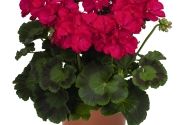 Pelargonium zonale Green Idols Neon