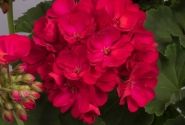 Pelargonium zonale Green Idols Neon