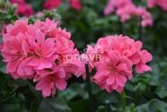 Pelargonium peltatum Great Balls of Fire Pink