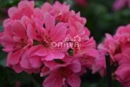 Pelargonium peltatum Great Balls of Fire Pink