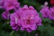Pelargonium peltatum Atlantic Blue