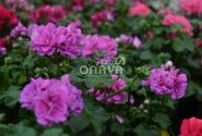 Pelargonium peltatum Atlantic Blue