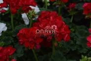 Pelargonium interspecific Big EEZE Red