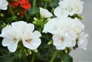 Pelargonium zonale Survivor Idols White