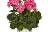Pelargonium zonale Green Idols Hot Pink