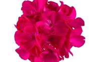 Pelargonium zonale Green Idols Purple
