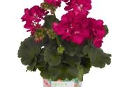 Pelargonium zonale Green Idols Purple
