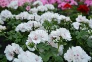 Pelargonium peltatum Atlantic White