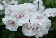 Pelargonium peltatum Atlantic White