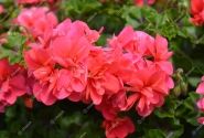 Pelargonium peltatum Atlantic Melon (Great Balls of Fire Melon)