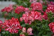 Pelargonium peltatum Atlantic Red Star