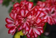 Pelargonium peltatum Atlantic Red Star