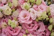 Lisianthus russelianum Alissa 2 Pink III