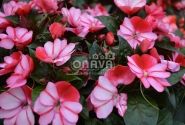 Impatiens Neu-Guinea Petticoat Red Star