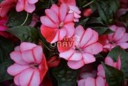 Impatiens Neu-Guinea Petticoat Red Star