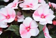 Impatiens Neu-Guinea Petticoat Cherry Blossom (Tamarinda)