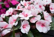 Impatiens Neu-Guinea Petticoat Cherry Blossom (Tamarinda)