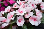 Impatiens Neu-Guinea Petticoat Cherry Blossom