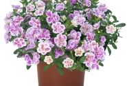 Calibrachoa hybrida Aloha Double Pink Blush