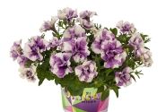 Petunia atkinsiana Origami Lavender Touch