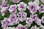 Petunia atkinsiana Origami Lavender Touch