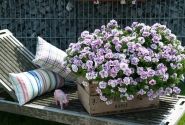 Petunia atkinsiana Origami Lavender Touch