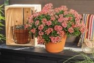 Verbena hybrida Empress Flair Red Star