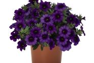Calibrachoa hybrida Bloomtastic Purple