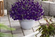 Calibrachoa hybrida Bloomtastic Purple