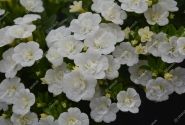 Calibrachoa hybrida Aloha Double White