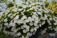 Calibrachoa hybrida Aloha Double White