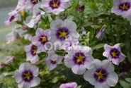 Calibrachoa hybrida Bloomtastic Lavender Quartz