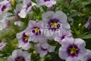 Calibrachoa hybrida Bloomtastic Lavender Quartz